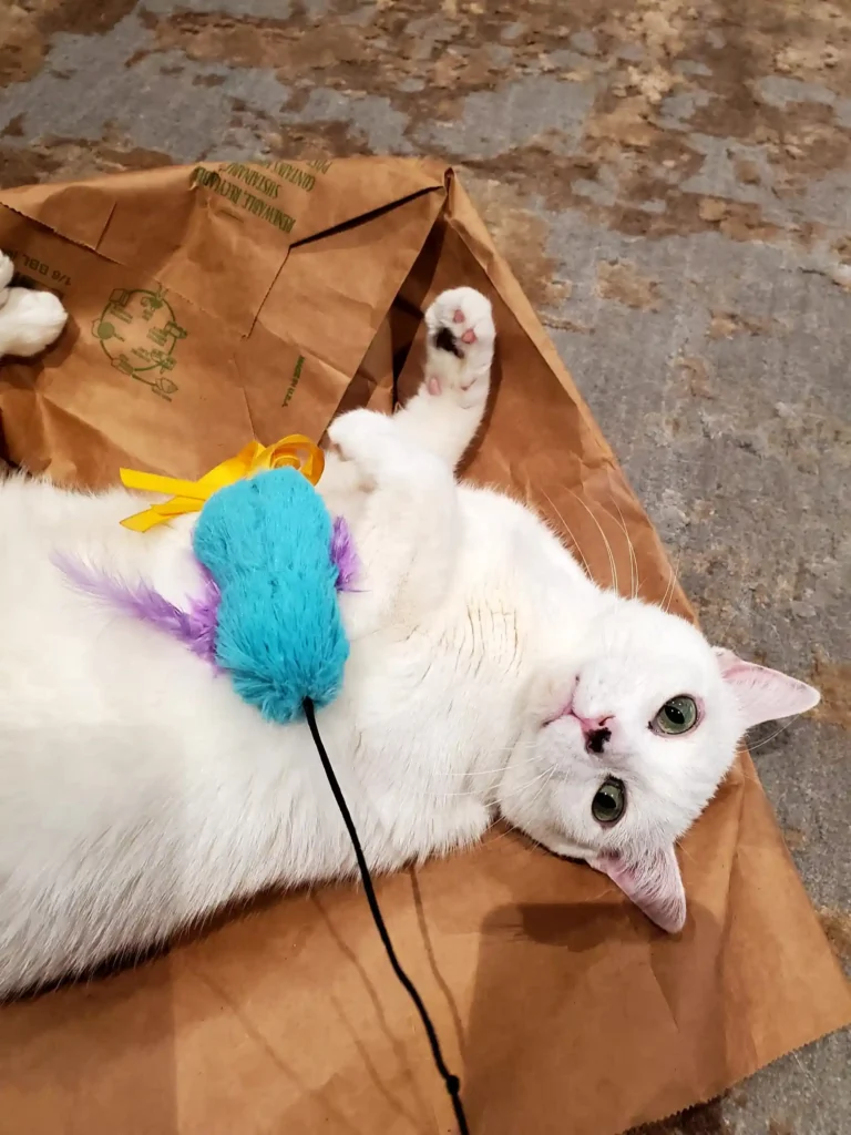 image features a white cat, likely a Turkish Angora or a Khao Manee, playing with a toy on a brown paper bag